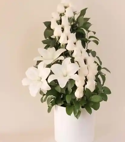 Rosas Blancas - Flores a Domicilio