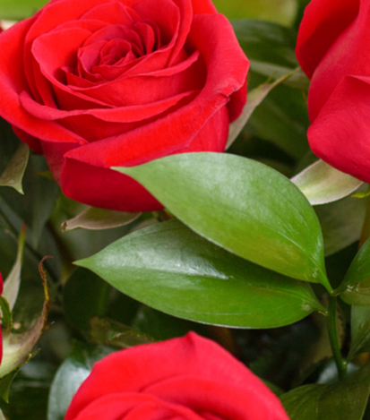  Florero 12 Rosas - Flores a Domicilio 2