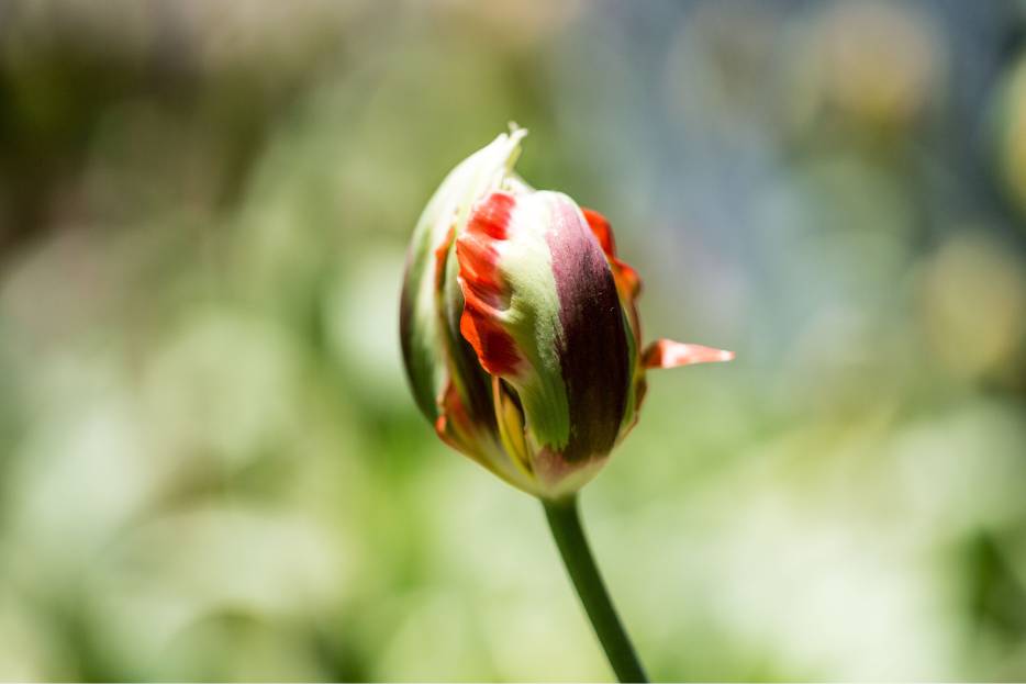 ¿Qué fue la tulipomanía?