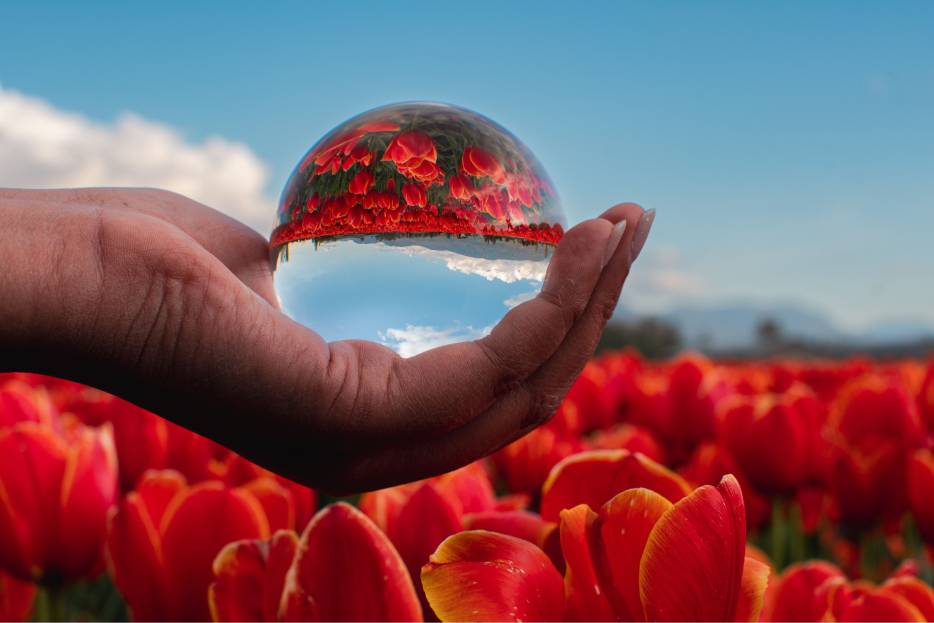 ¿Qué fue la tulipomanía?