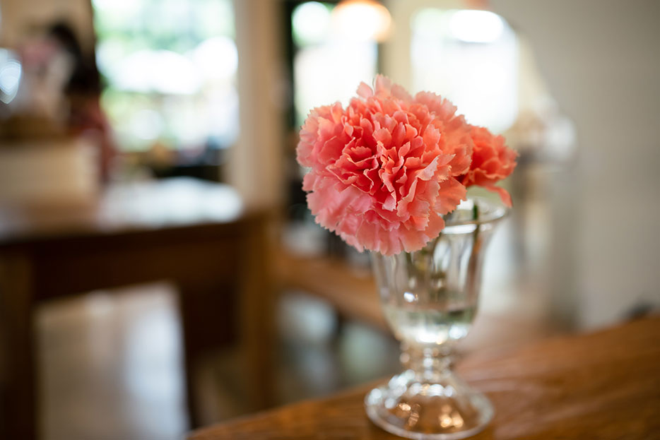 Claveles: ¿En agua o en maceta?