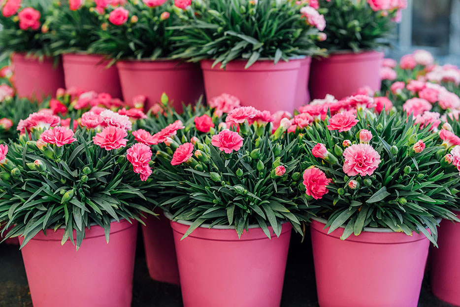 Claveles: ¿En agua o en maceta?