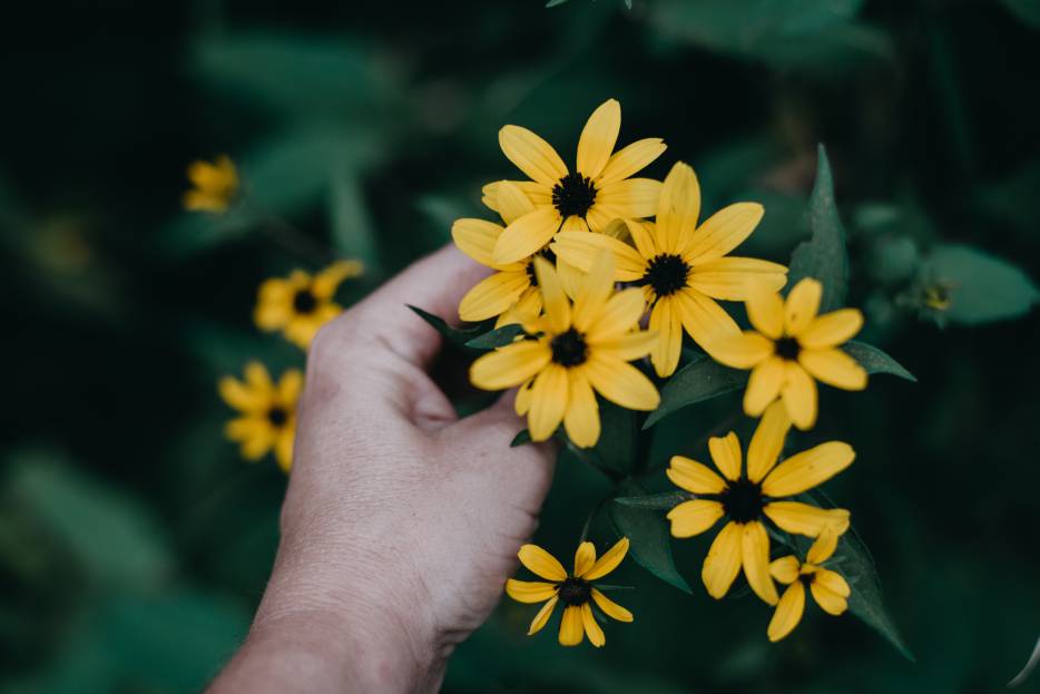 Girasoles amarillos para el 21 de septiembre
