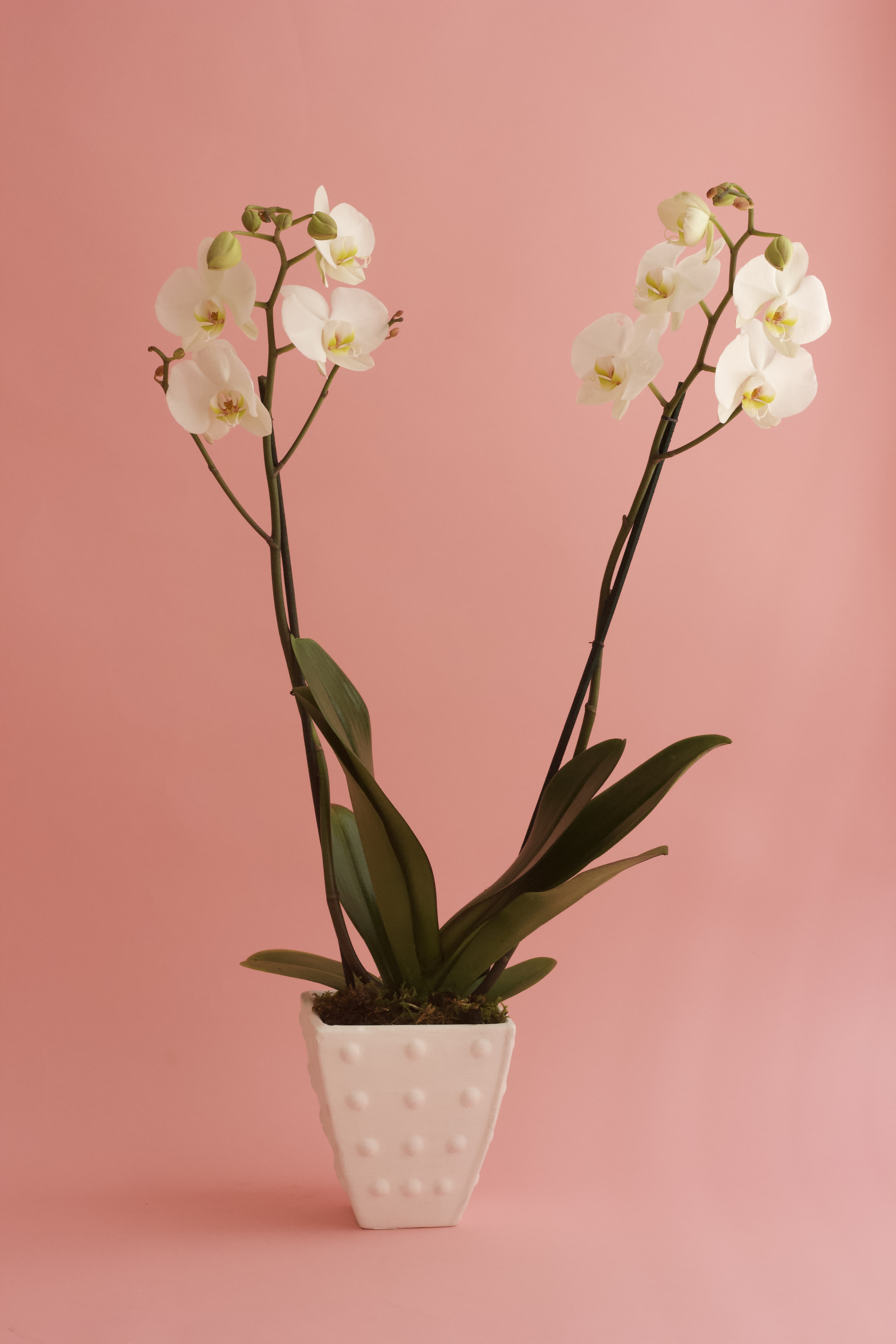 Orquídea a domicilio 