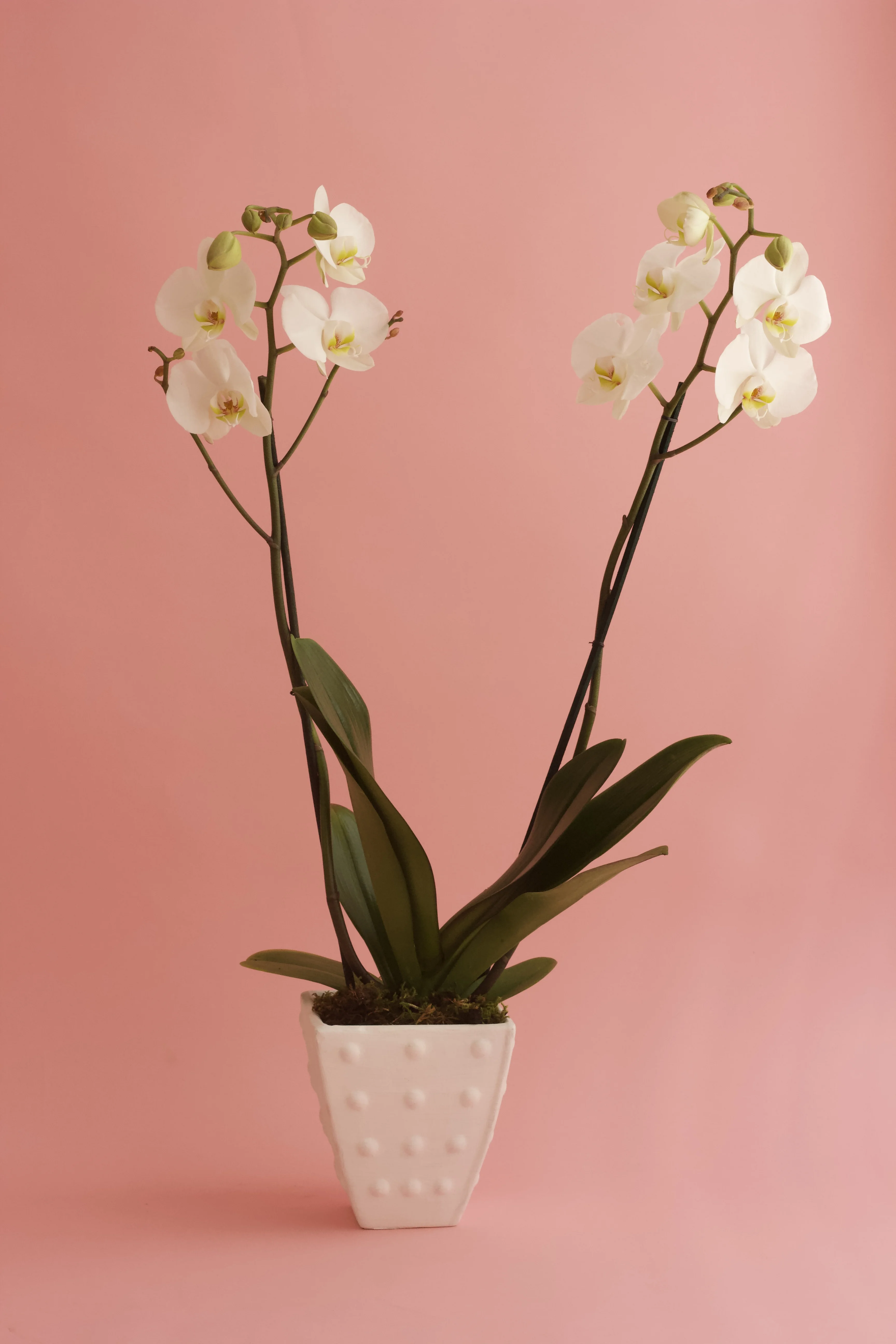 Orquídea a domicilio 